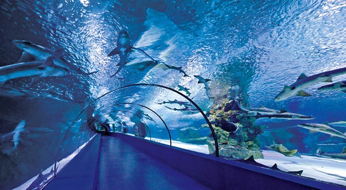 Antalya’da Eğlence Dolu Bir Dünya: Aquarium